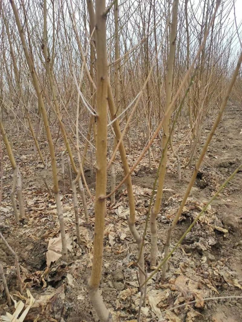 风味天后油蟠桃树苗，晚熟，果肉金黄，口感浓甜，保证质量