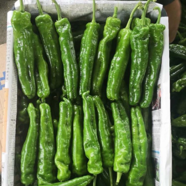 夏邑县产区冷棚泡椒大吨位供应保证品质
