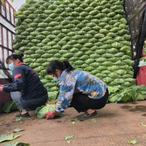 我市京丰一号大量上市，市场和加工厂直发