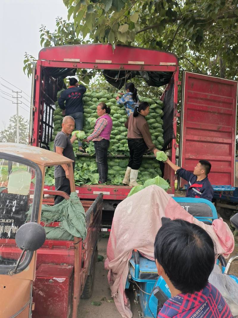 我市京丰一号大量上市，市场和加工厂直发