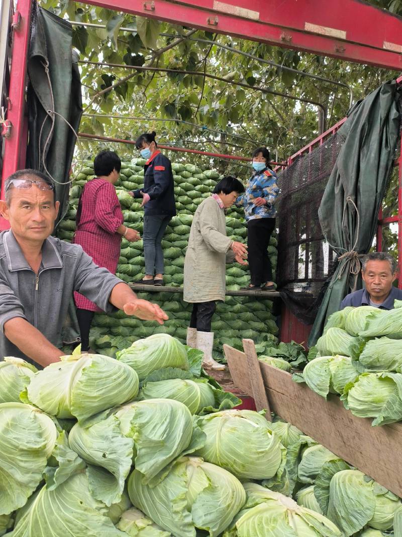 我市京丰一号大量上市，市场和加工厂直发