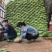 我市京丰一号大量上市，市场和加工厂直发