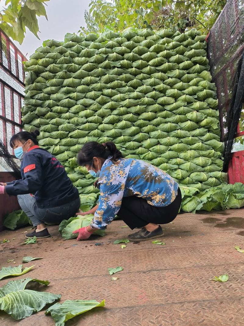 我市京丰一号大量上市，市场和加工厂直发