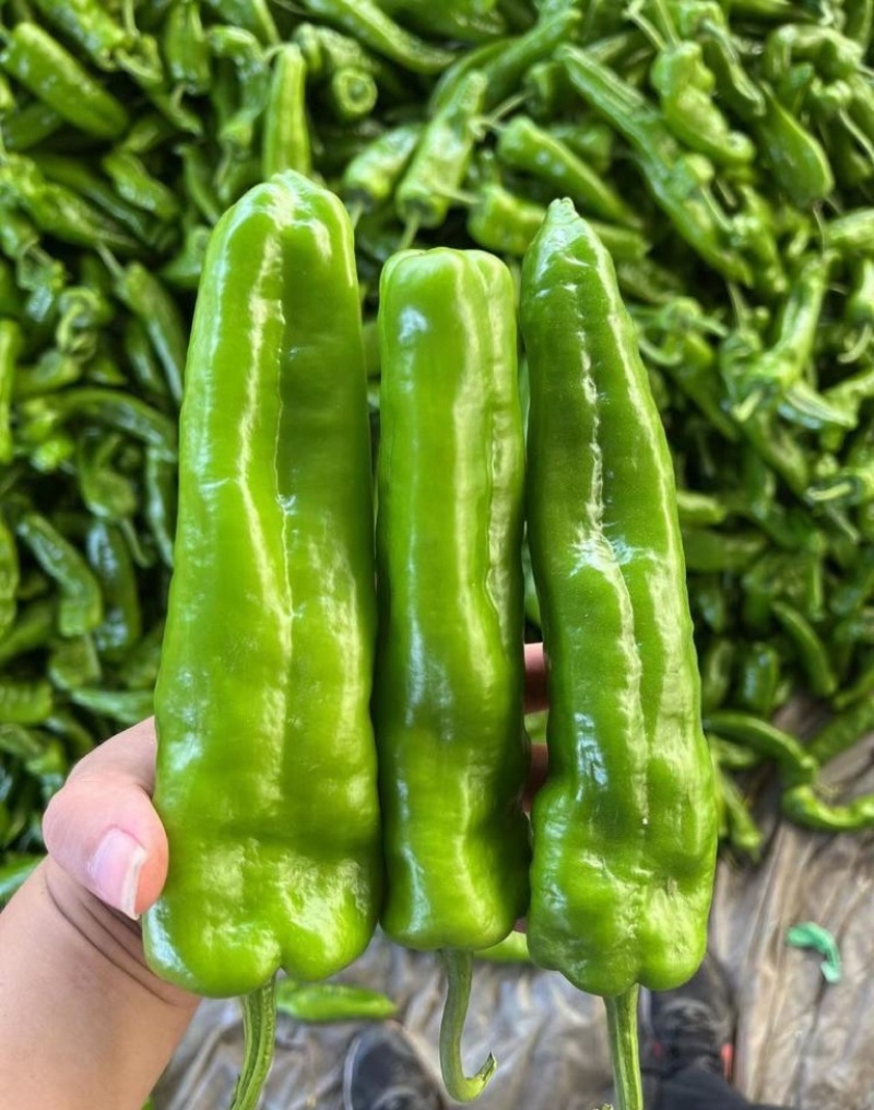 301辣椒大吨位供应每天供应200吨保证品质