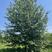 娜塔栎，栎树，美国红橡，产地直销，精品树形，各种规格齐全