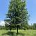 娜塔栎，栎树，美国红橡，产地直销，精品树形，各种规格齐全