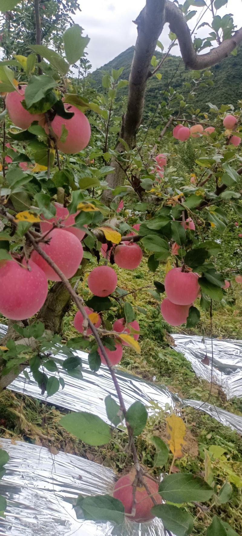 高山红富士苹果开园了