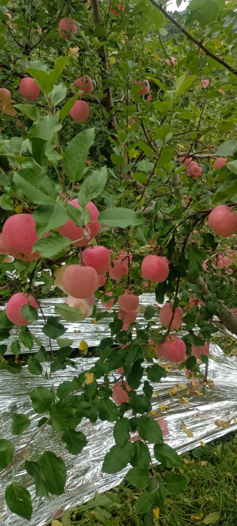 高山红富士苹果开园了