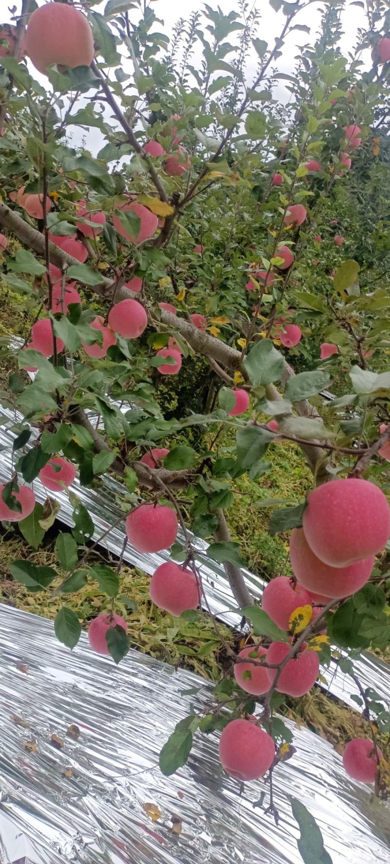 高山红富士苹果开园了
