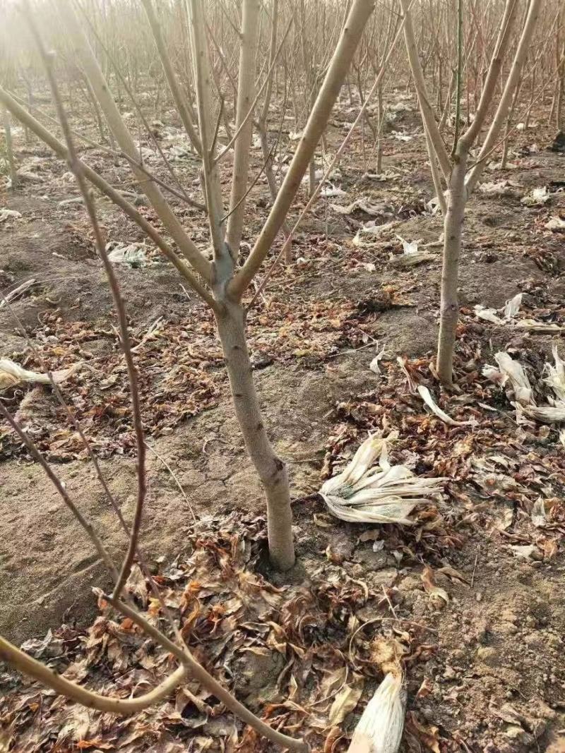 金秋红蜜桃树苗，高糖度，耐储存，保证质量，提供种植技术