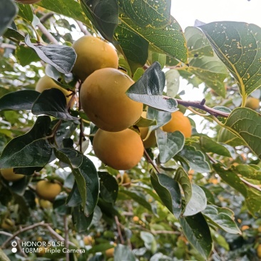 阳丰柿子大量收上市了