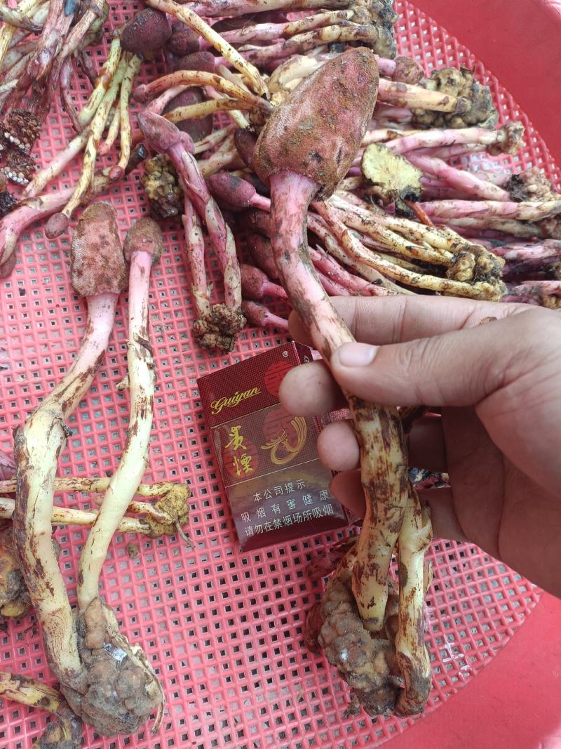 回春草
