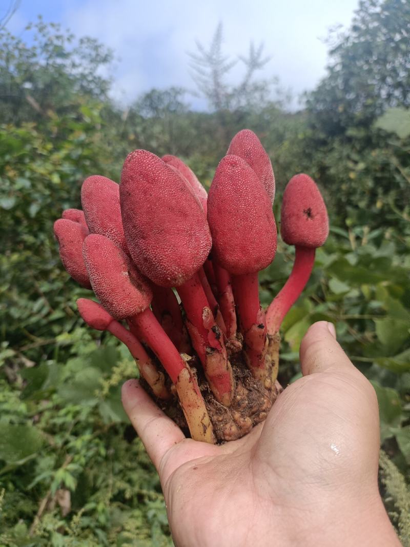 回春草