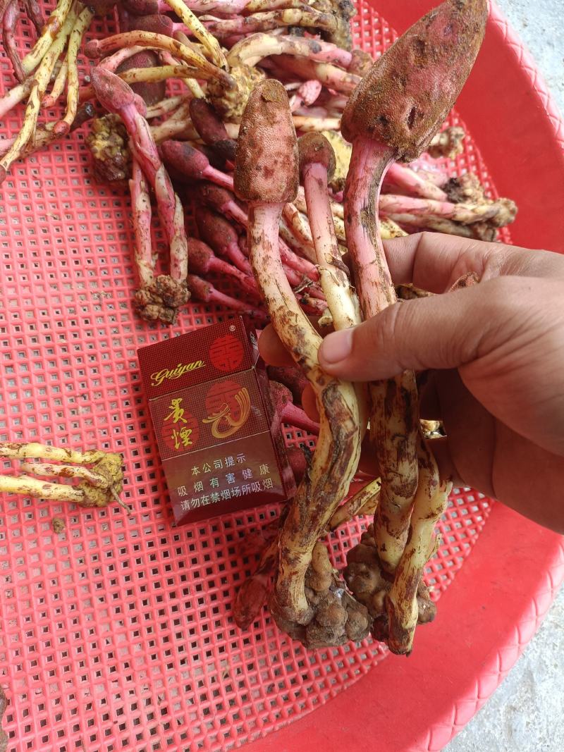 回春草