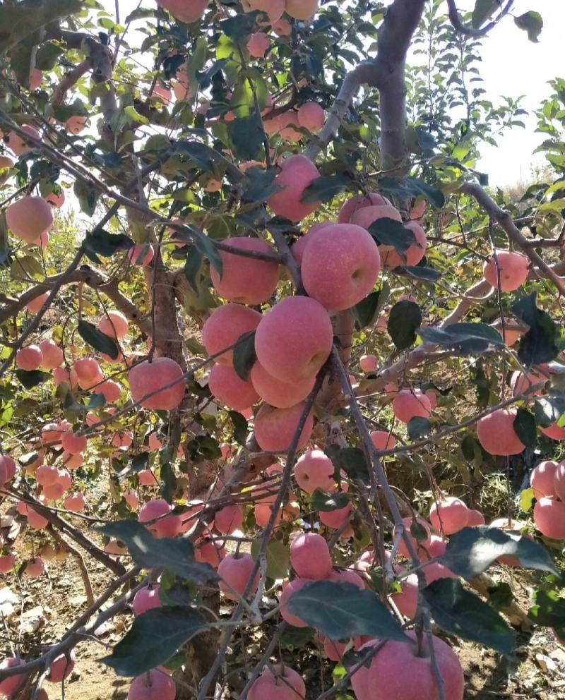 山东苹果精品红富士苹果产地直供量大从优全国商超