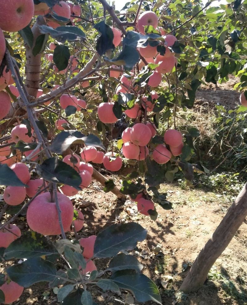 山东苹果精品红富士苹果产地直供量大从优全国商超