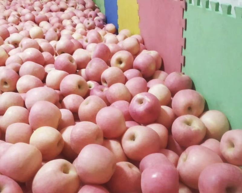 山东苹果精品红富士苹果产地直供量大从优全国商超