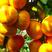湖南特早蜜橘，国庆一号，每天现摘现发，大量上市中。