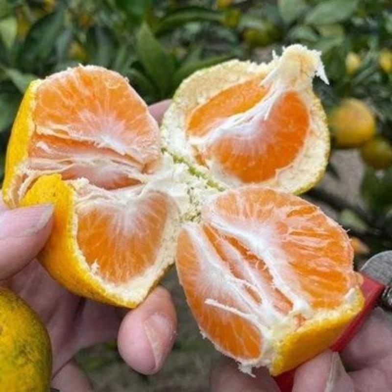 湖南特早蜜橘，国庆一号，每天现摘现发，大量上市中。