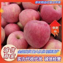 山东苹果精品红富士苹果产地直供量大从优全国商超
