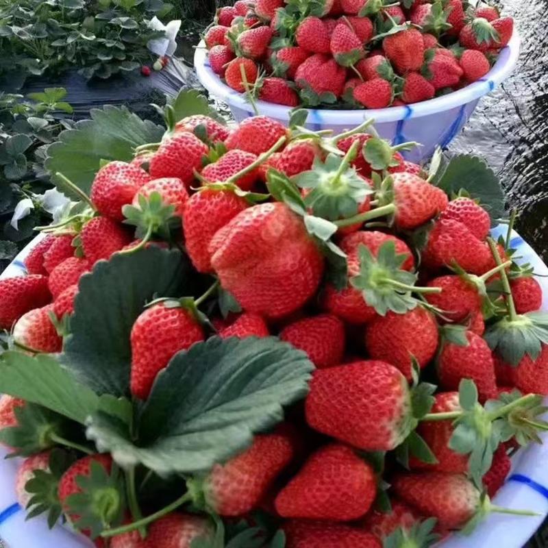 大凉山露天甜草莓产地直发品种齐全货源充足品质保证