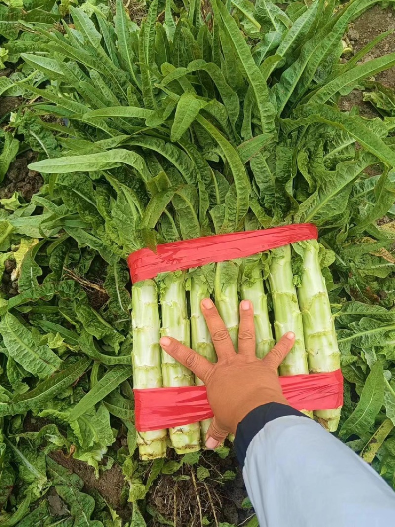 山东郯城莴苣大量上市欢迎各位老板前来选购，产地一手货源