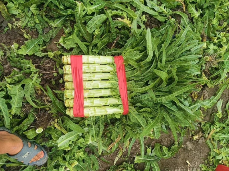山东郯城莴苣大量上市欢迎各位老板前来选购，产地一手货源