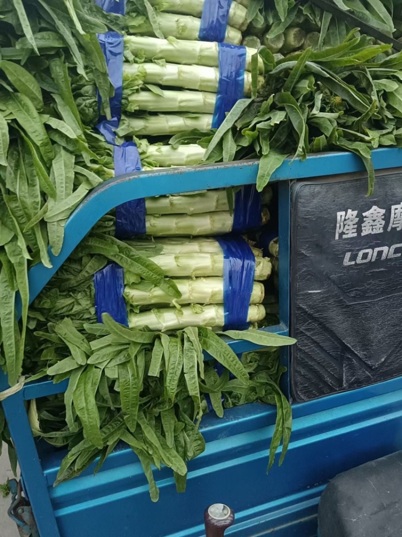 山东郯城莴苣大量上市欢迎各位老板前来选购，产地一手货源