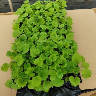 瓜叶菊苗，成品苗大量有货