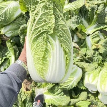 黄心大白菜，供应各大超市，市场，电商平台无限量供应
