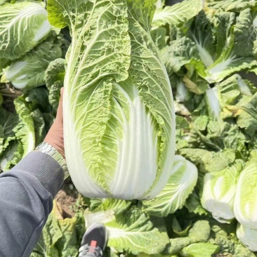 黄心大白菜，供应各大超市，市场，电商平台无限量供应