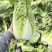 黄心大白菜，供应各大超市，市场，电商平台无限量供应