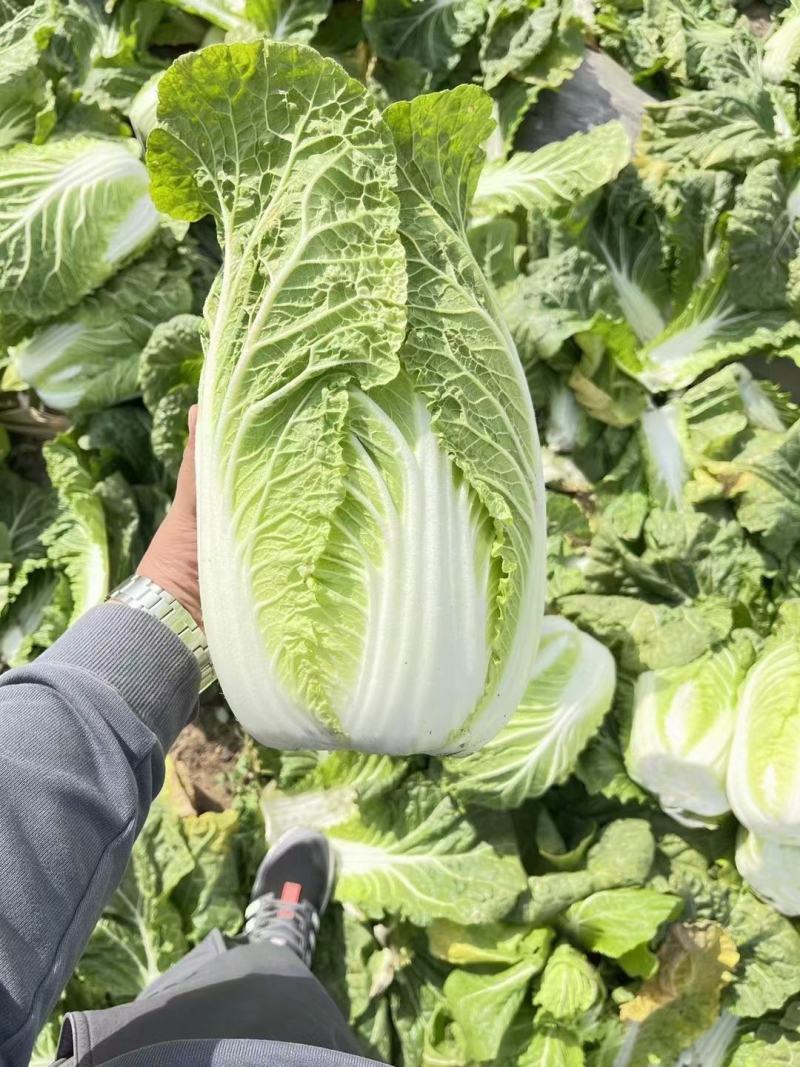 黄心大白菜，供应各大超市，市场，电商平台无限量供应