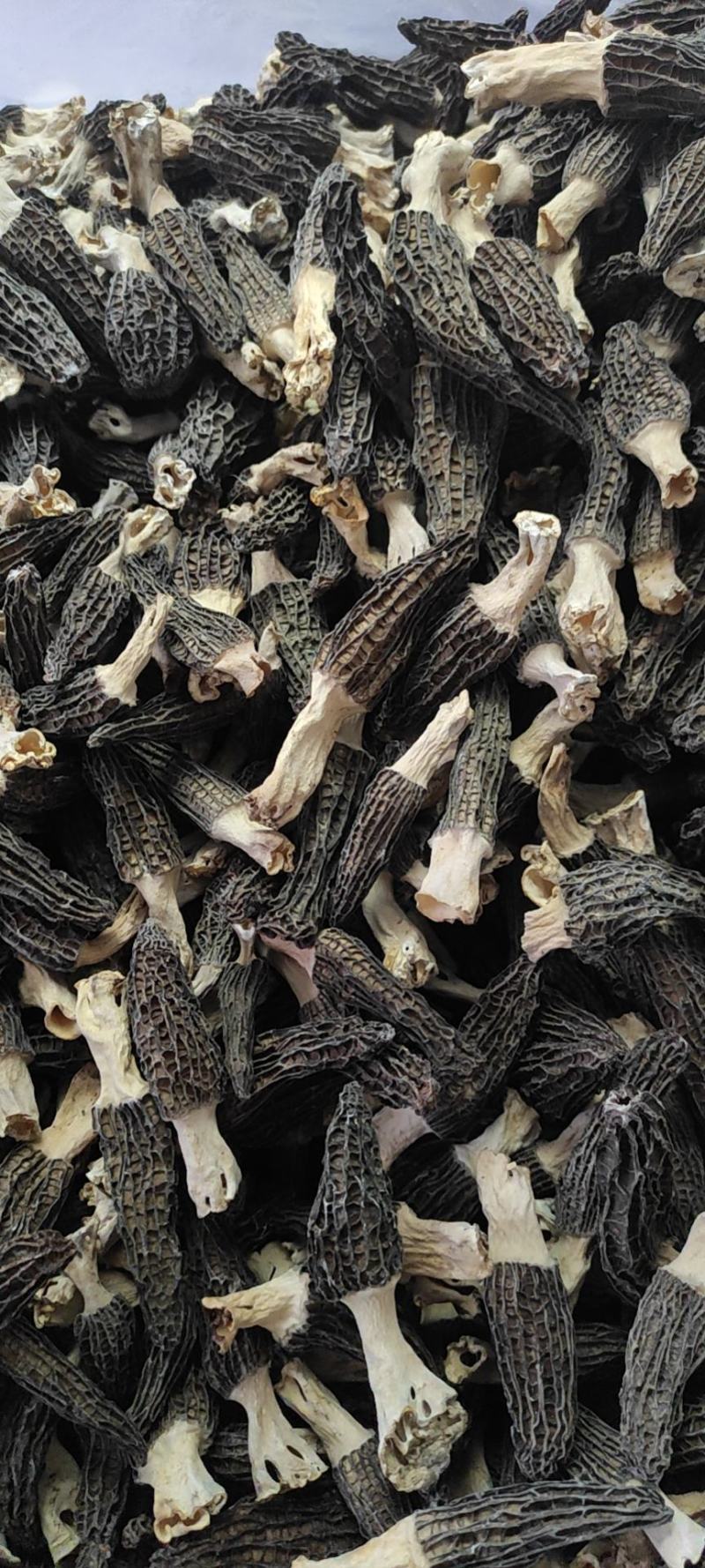 云南高海拔厚肉大个干羊肚菌