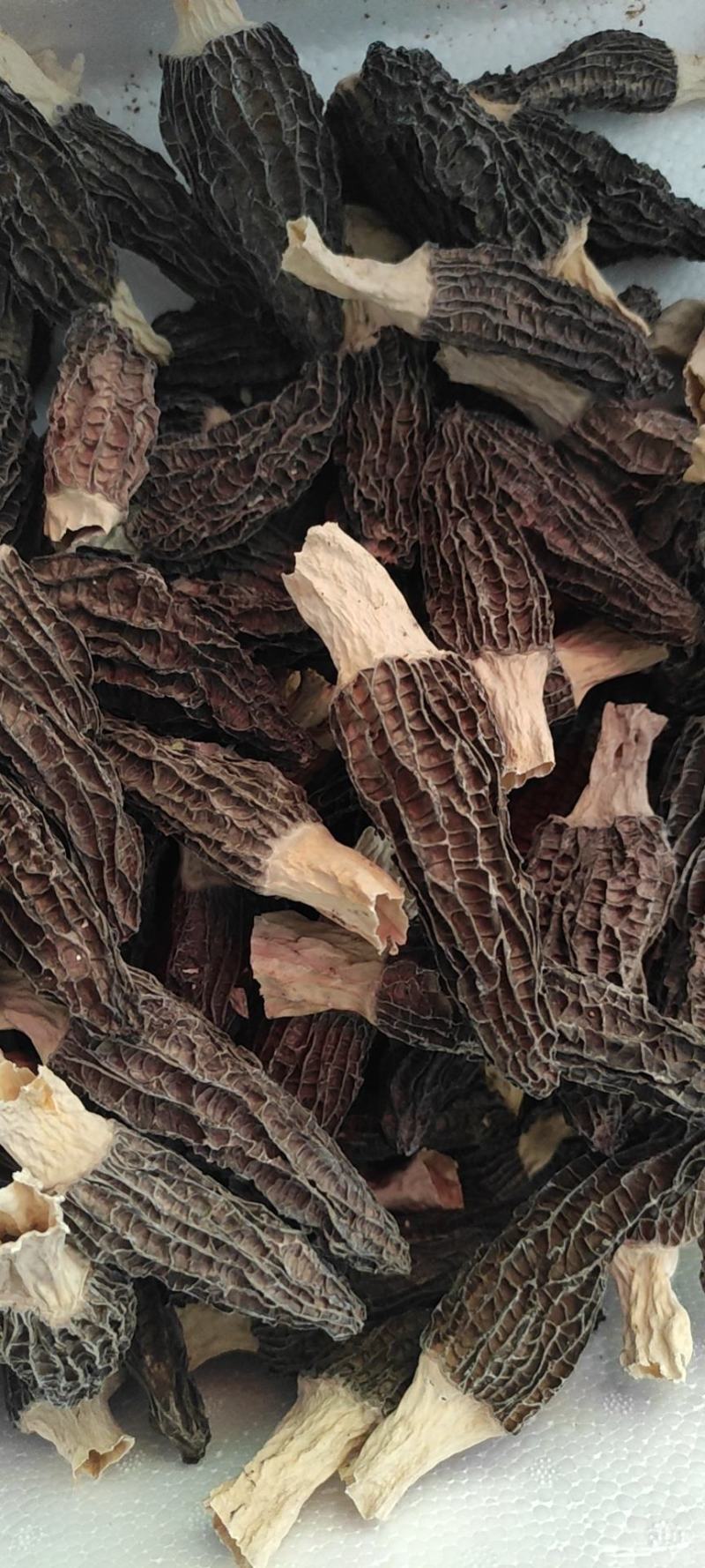 云南高海拔厚肉大个干羊肚菌