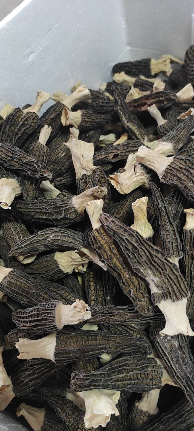 云南高海拔厚肉大个干羊肚菌