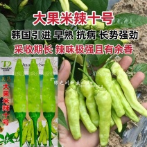 云南热销大果小米辣种子大果米辣十号泡椒种子韩国引进早熟
