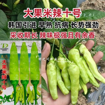 云南热销大果小米辣种子大果米辣十号泡椒种子韩国引进早熟