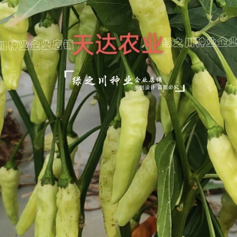 云南热销大果小米辣种子大果米辣十号泡椒种子韩国引进早熟