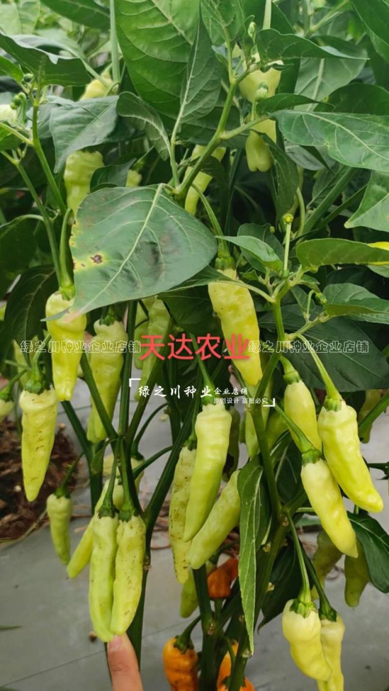 云南热销大果小米辣种子大果米辣十号泡椒种子韩国引进早熟