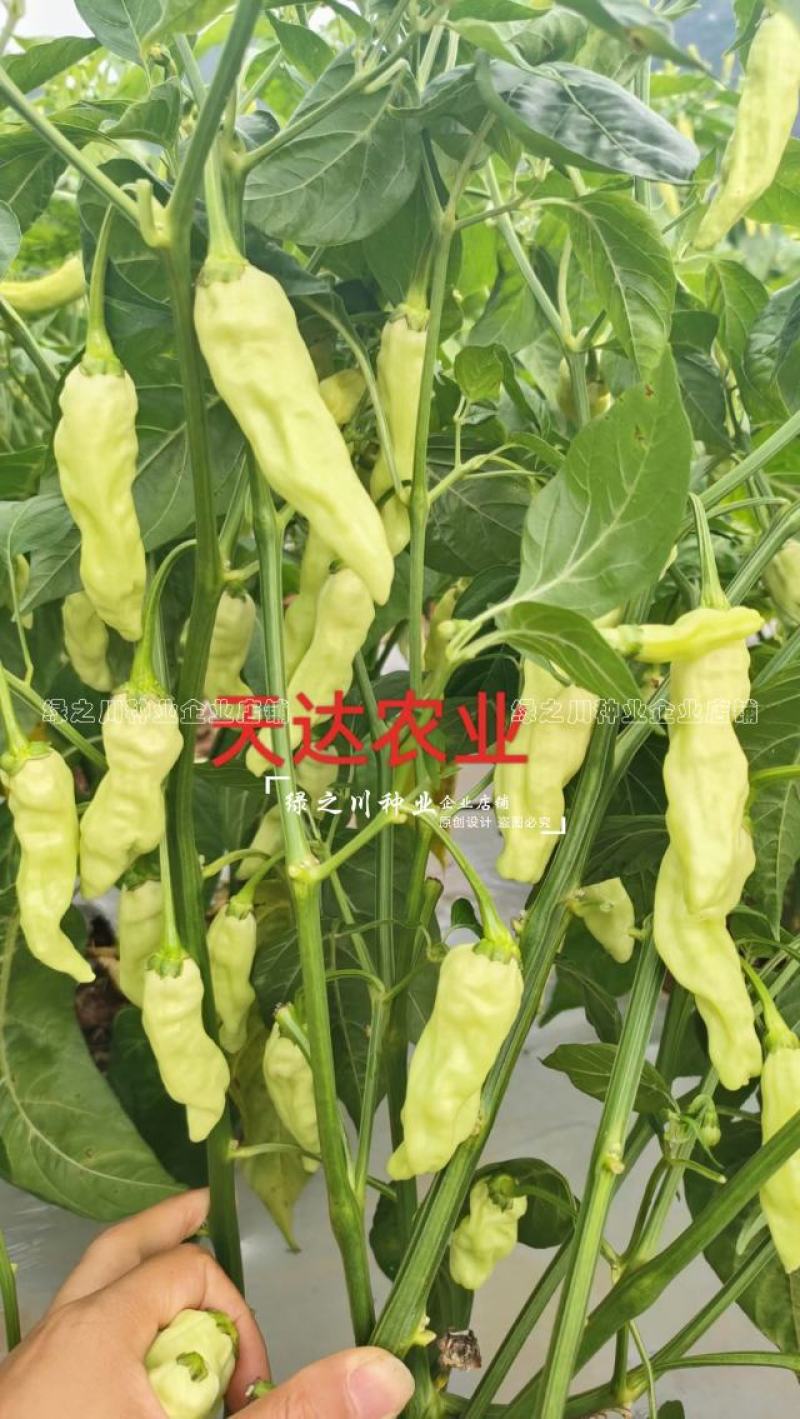 云南热销大果小米辣种子大果米辣十号泡椒种子韩国引进早熟
