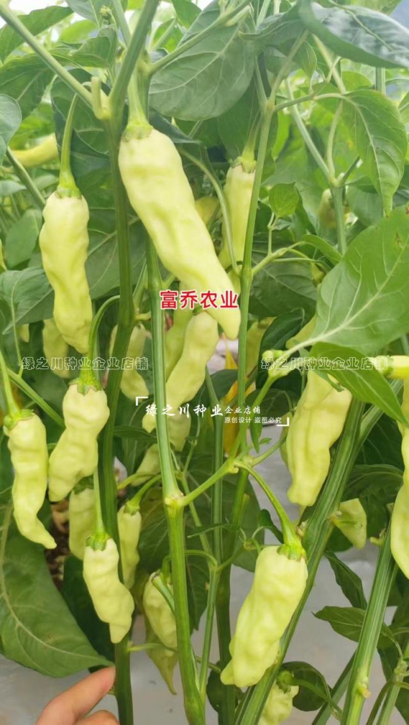 云南热销大果小米辣种子大果米辣十号泡椒种子韩国引进早熟