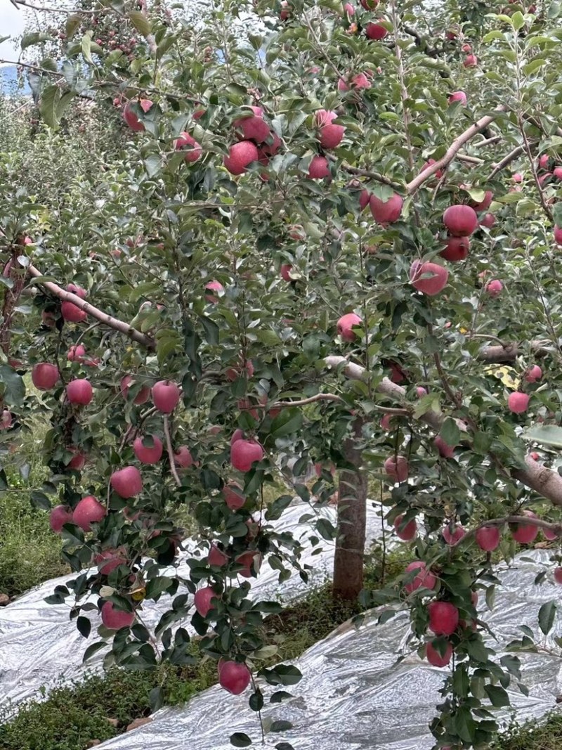 昭通丑苹果越丑越甜每天现摘现发货
