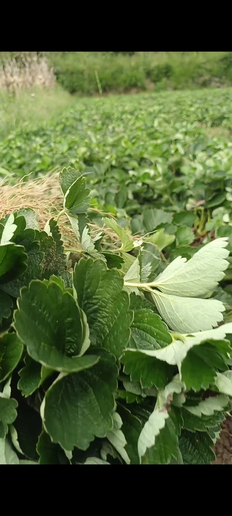 矮粗壮法兰地（不包邮）