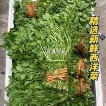 揭阳水种西洋菜40亩长期供应，寻找长期合作的采购商