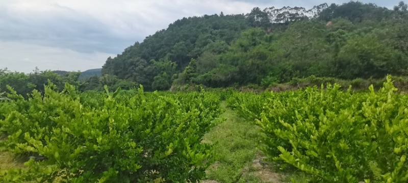 柠檬产地直销