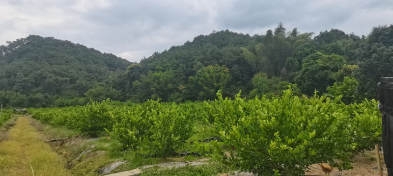 柠檬产地直销