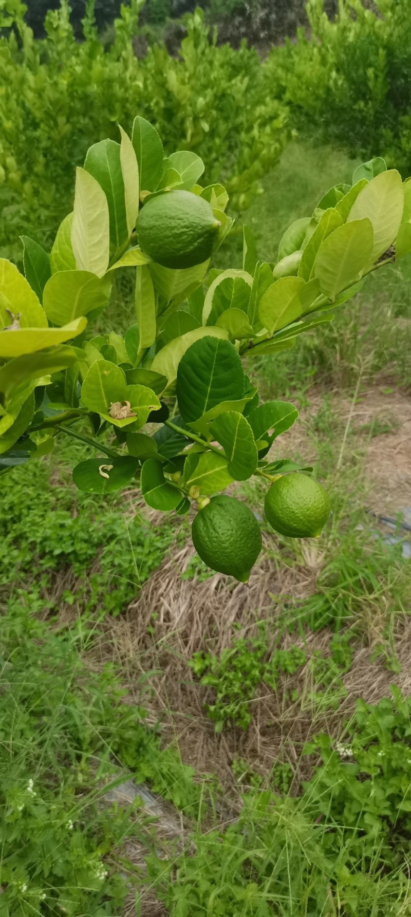 柠檬产地直销