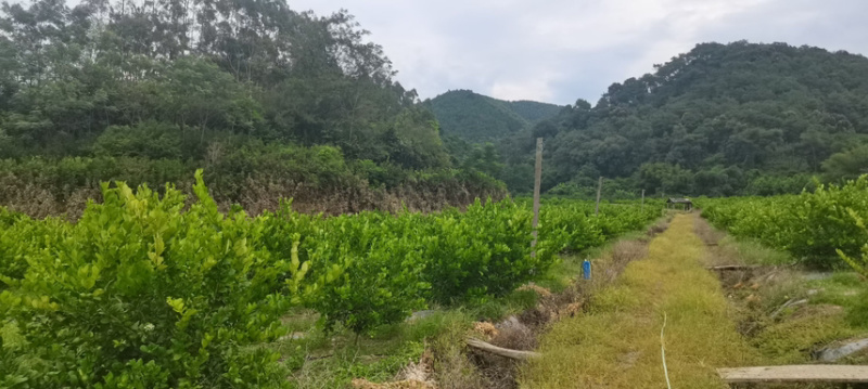 柠檬产地直销