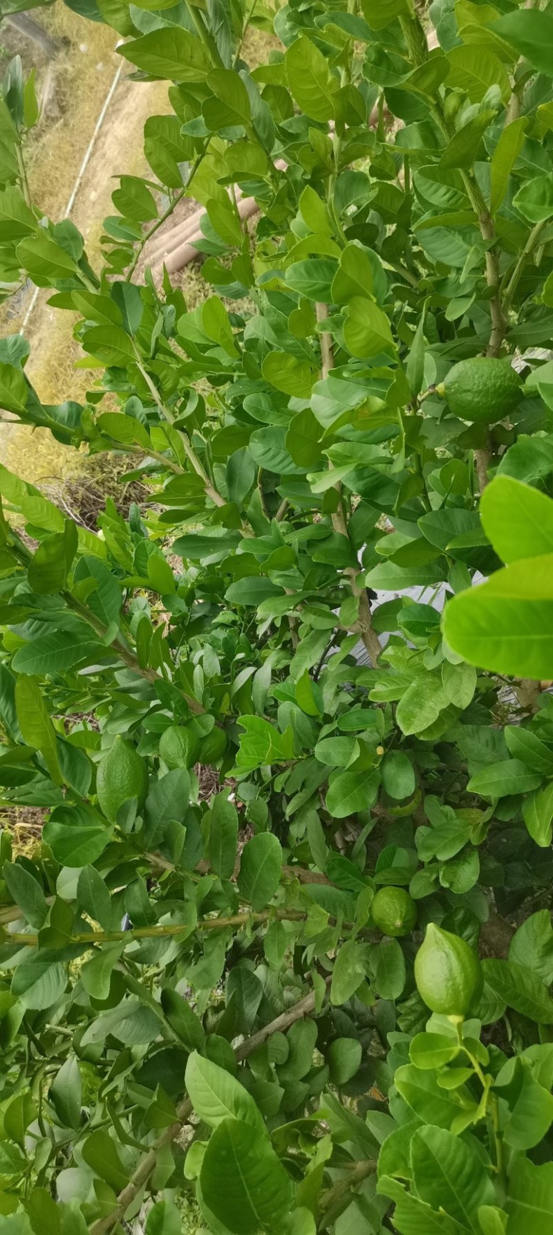 柠檬产地直销